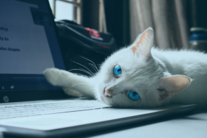 AI boosting pet insurance