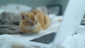 Pet insurance: claim management processing