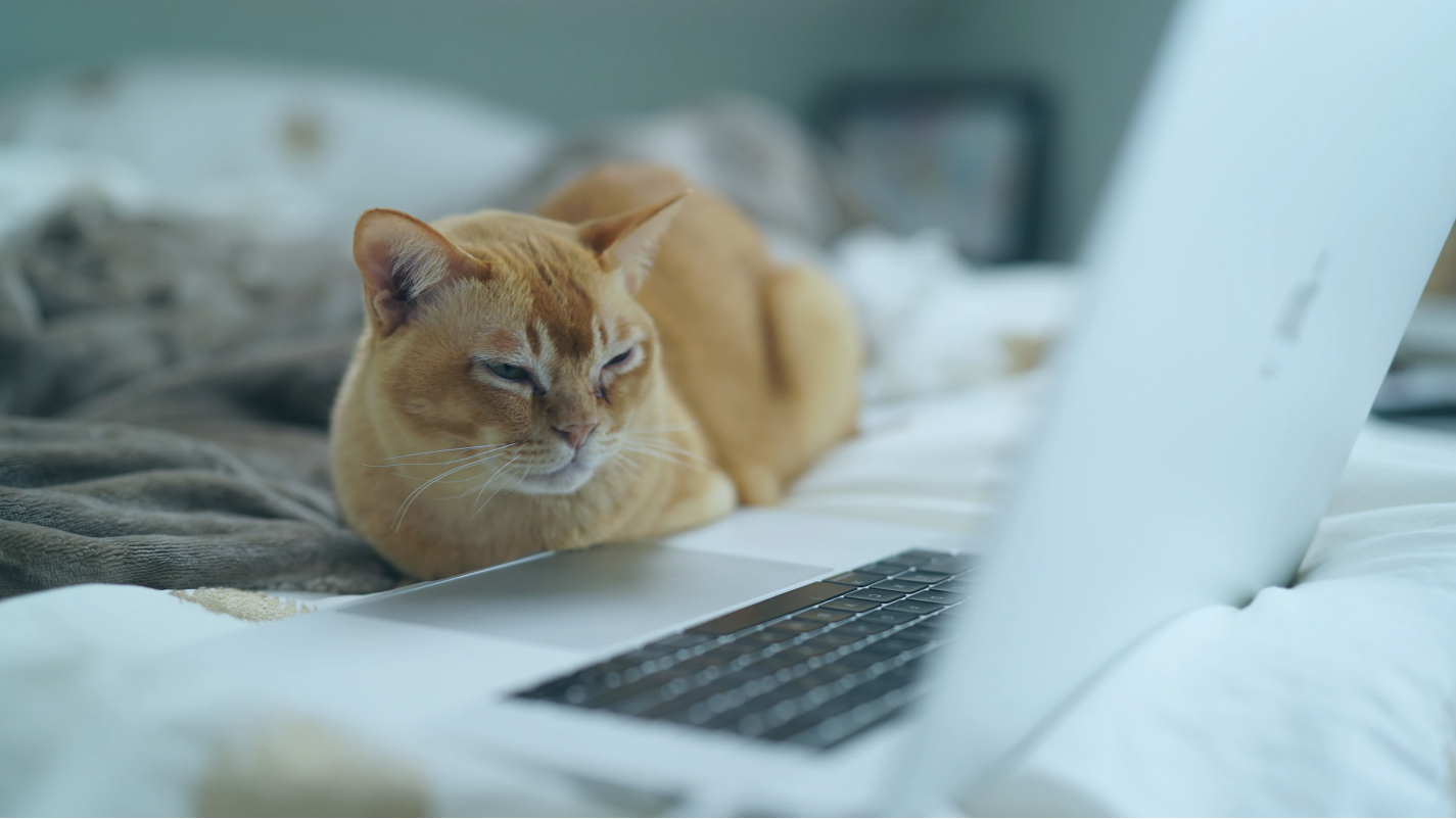 Pet insurance: claim management processing