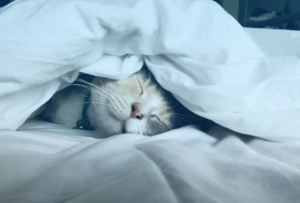 IoT integration to revolutionize pet insurance