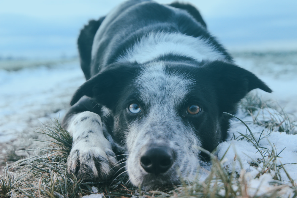 Pet loss prevention: the role of IoT in pet insurance