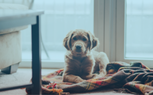 Artificial intelligence to minimize pet insurance waiting periods